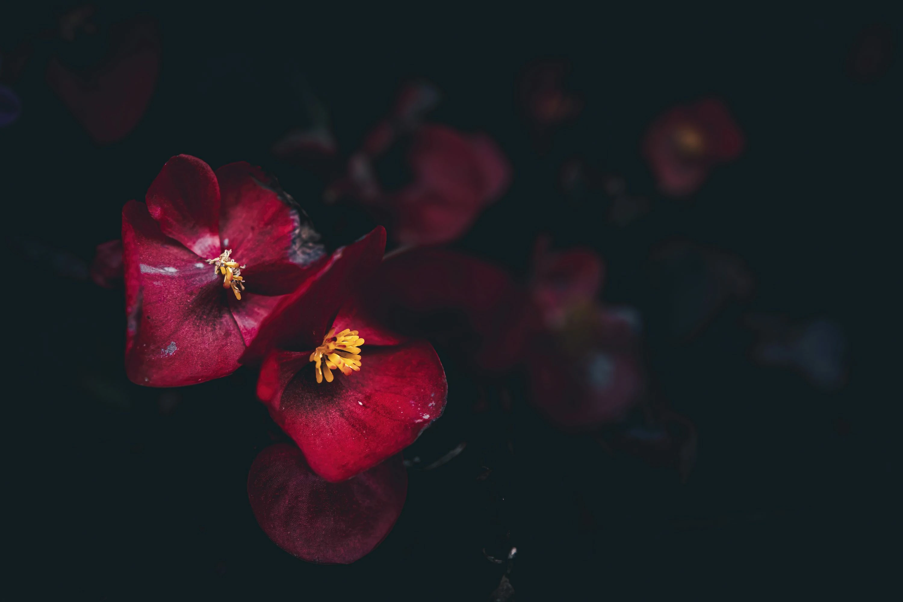 凌晨四点，海棠花未眠